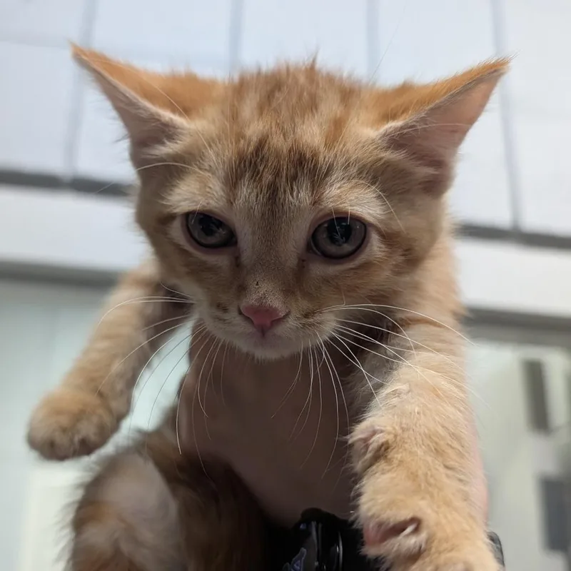 A baby small-sized female Orange / Red Domestic Short Hair cat named Yvette for adoption in West Olive, MI