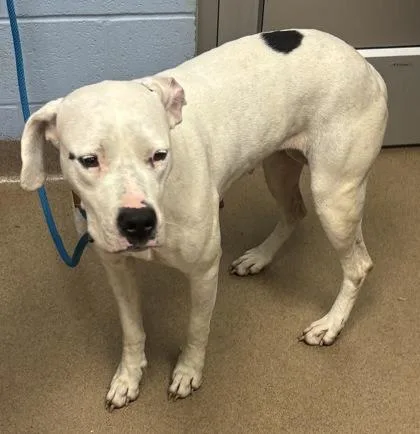 An adult large-sized female Mixed Breed dog named Nesta for adoption in Chamblee, GA