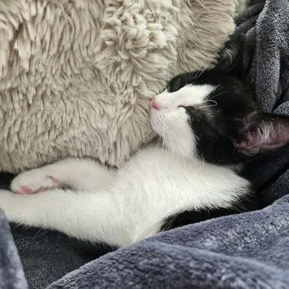 A baby small-sized male Domestic Short Hair cat named Cinnamon Roll for adoption in Hobart, IN