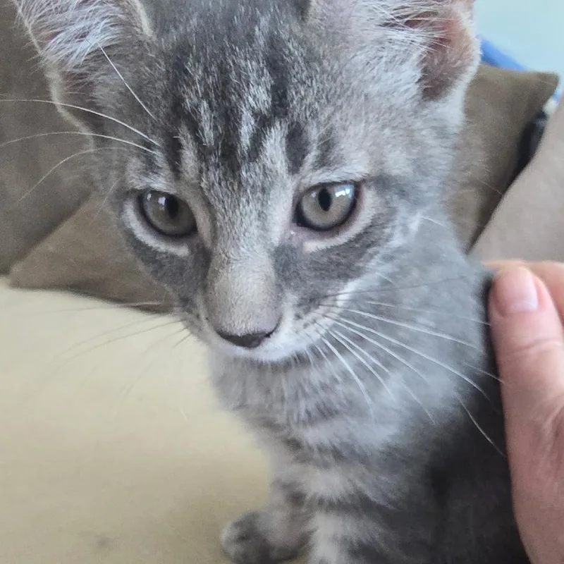 A baby small-sized male Gray / Blue / Silver Domestic Short Hair cat named Matisse for adoption in Folsom, LA