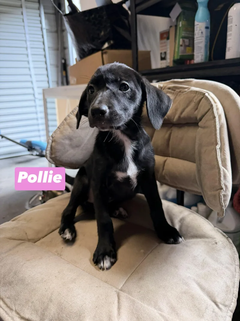 A baby medium-sized female Black Labrador Retriever dog named Pollie for adoption in Semmes, AL