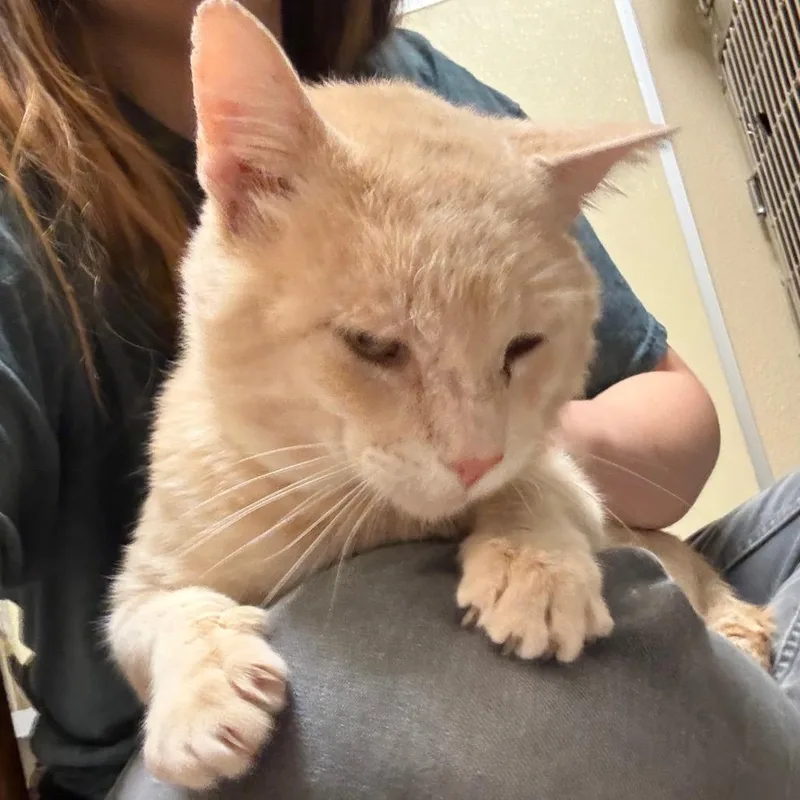 An adult large-sized male Orange / Red Domestic Short Hair cat named Postman Pat  FirstClass for adoption in Flagstaff, AZ