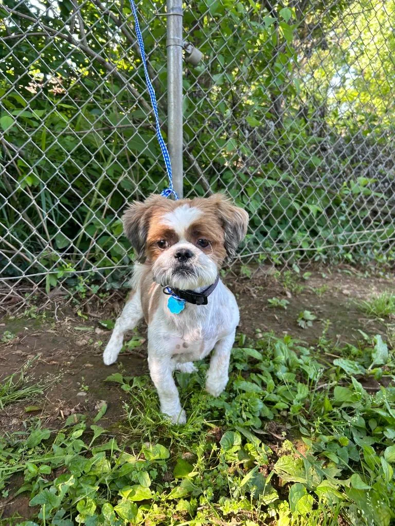 An adult medium-sized male Shih Tzu dog named Oliver for adoption in Russellville, KY
