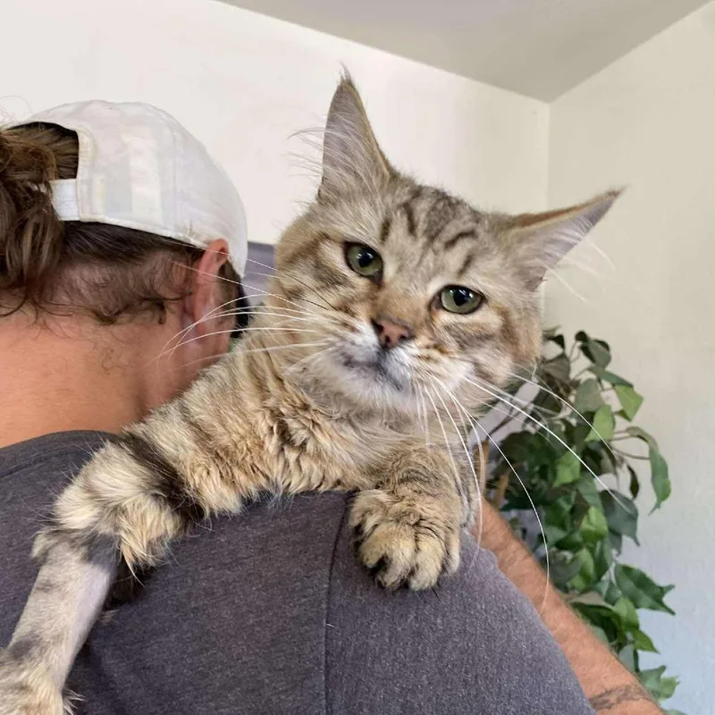 A senior medium-sized male Buff / Tan / Fawn Domestic Medium Hair cat named Tom for adoption in Ramona, CA