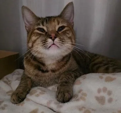 An adult medium-sized female Domestic Short Hair cat named Star for adoption in Clinton, MO