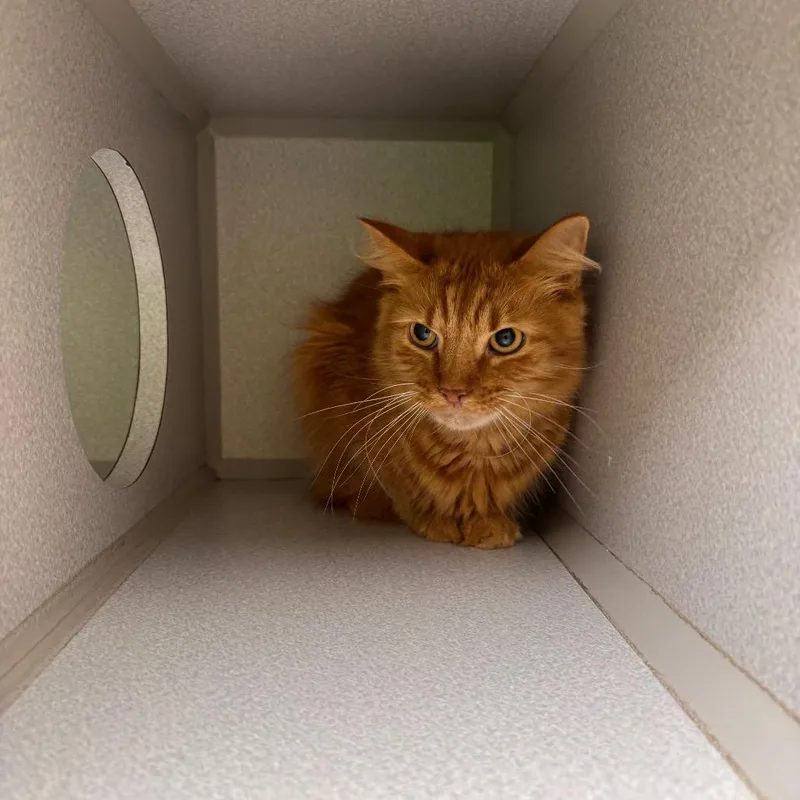 A senior medium-sized male Orange / Red Domestic Short Hair cat named Butterscotch for adoption in Parkersburg, WV