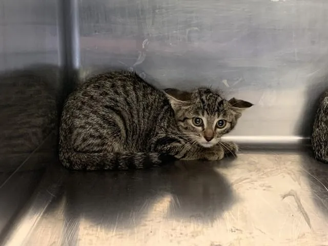 A baby small-sized female Domestic Short Hair cat named Ice Spice for adoption in Grand Prairie, TX
