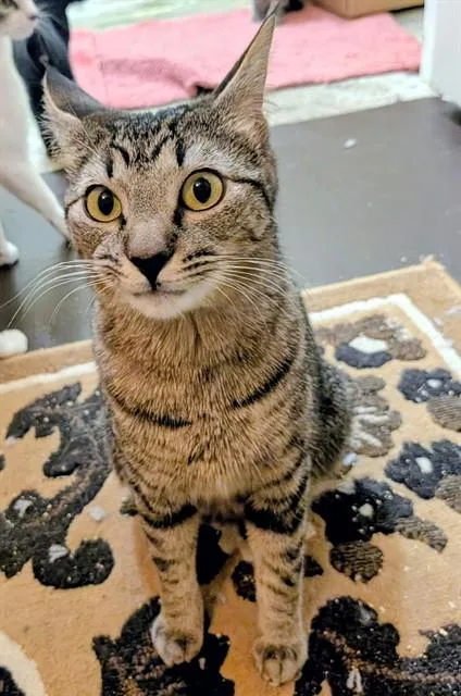 A young medium-sized female Domestic Short Hair cat named Mittens for adoption in Albuquerque, NM