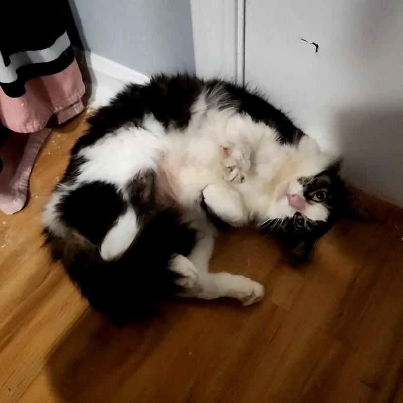 Nova Provencalcp thumbnail 2