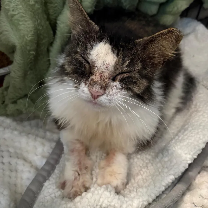 Nova Provencalcp thumbnail 3