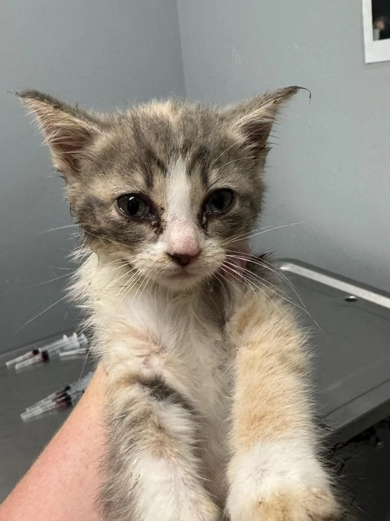 A baby medium-sized female Domestic Short Hair cat named Alto for adoption in Bloomington, IN