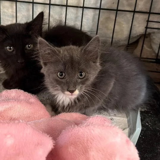 A baby small-sized female Gray / Blue / Silver Domestic Long Hair cat named Bonnie for adoption in Long Beach, CA