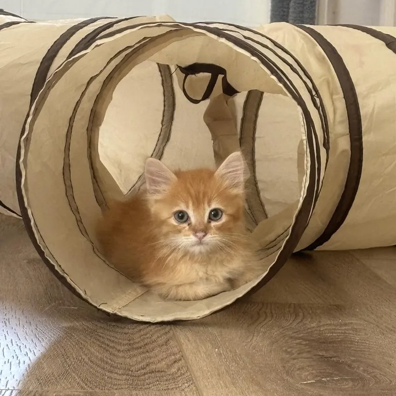 A baby small-sized male Orange / Red Domestic Short Hair cat named Pumpkin for adoption in San Diego, CA