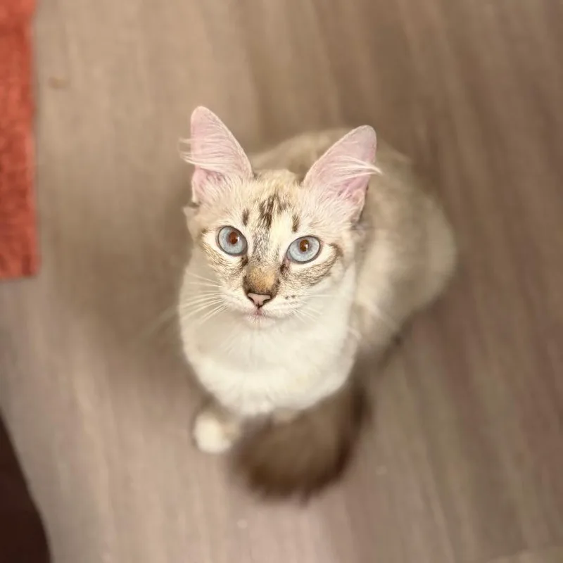 A young medium-sized female Domestic Medium Hair cat named Blaze for adoption in League City, TX