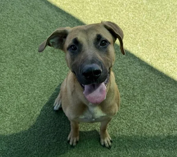 A young large-sized female Hound dog named Acantha for adoption in Canton, GA