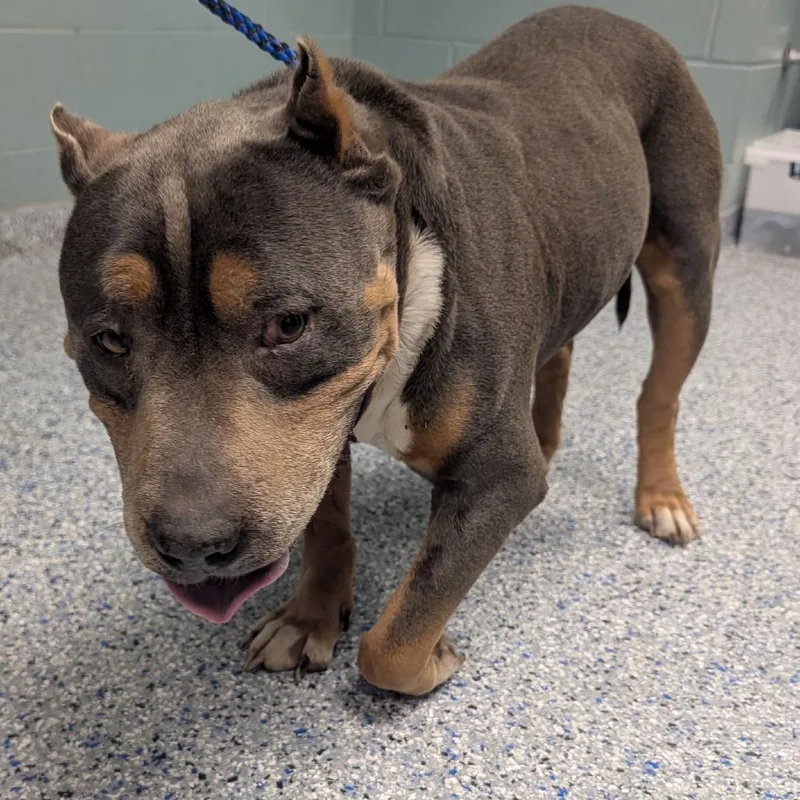 King Tut thumbnail 2