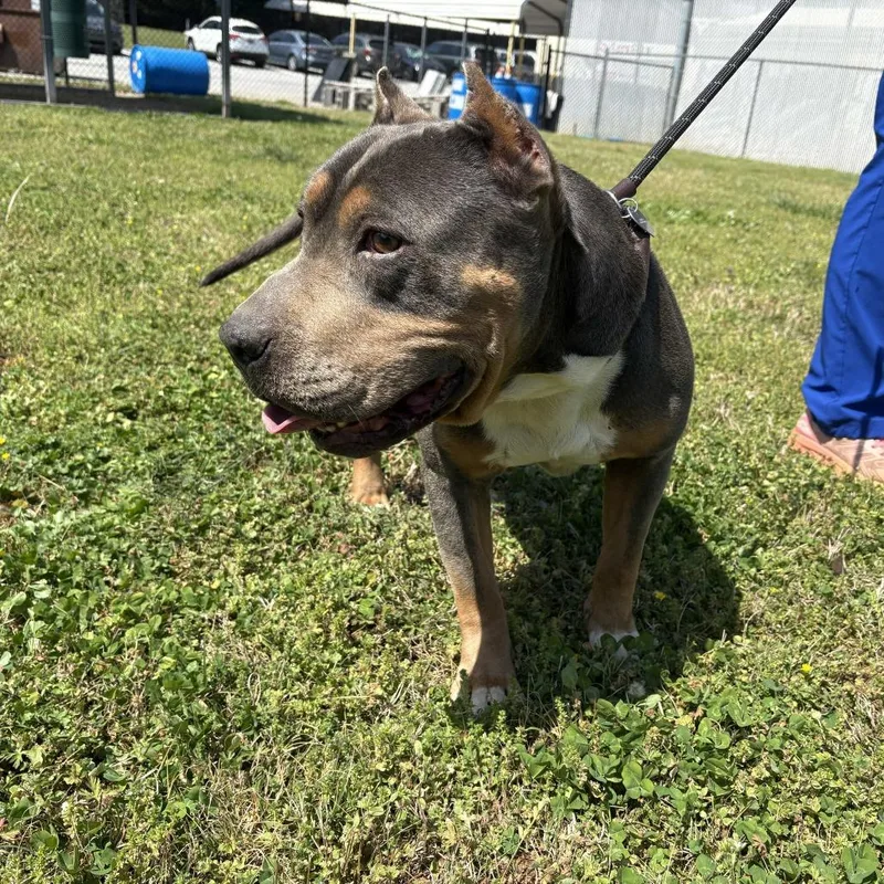 King Tut thumbnail 3