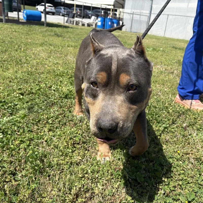 King Tut thumbnail 4