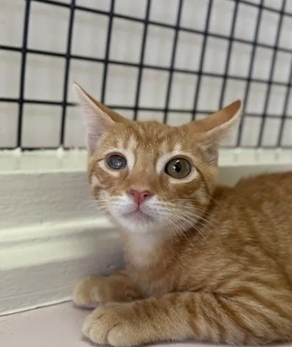 A baby small-sized male Domestic Short Hair cat named Frank Castle for adoption in Honolulu, HI