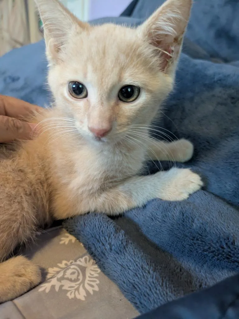 A baby medium-sized male Domestic Short Hair cat named Hongjoong for adoption in Hamilton, OH