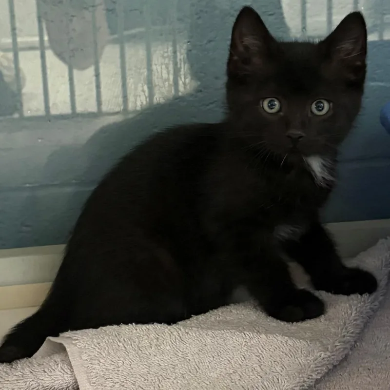 A baby small-sized male Black Domestic Medium Hair cat named Riblet for adoption in East Hanover, NJ