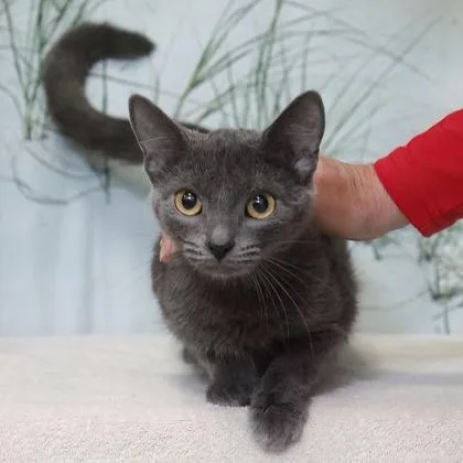 An adult medium-sized female Domestic Short Hair cat named Annie for adoption in West Chester, PA