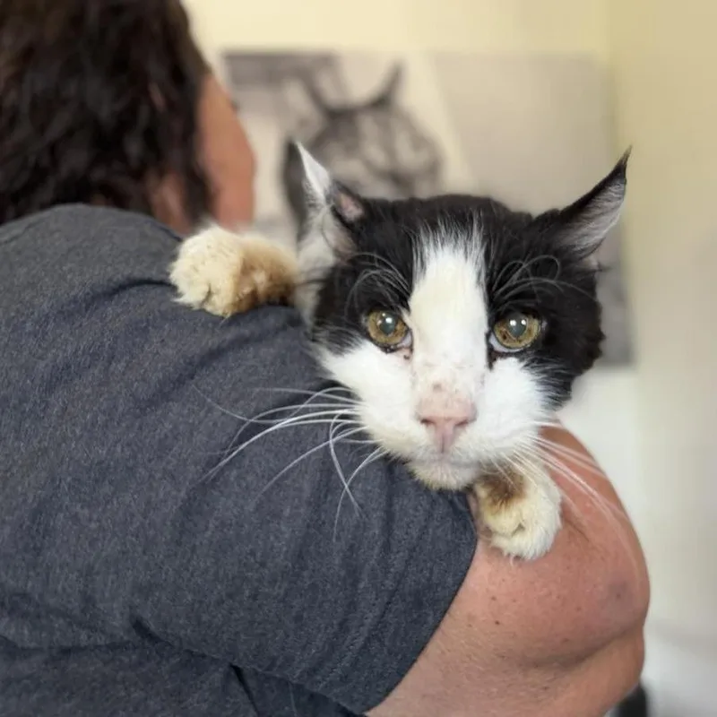 A senior medium-sized male Black Maine Coon cat named Fernwhisper for adoption in Ramona, CA