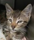 A young medium-sized male Domestic Short Hair cat named Gregg for adoption in Kansas City, MO