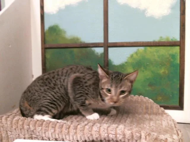 A baby medium-sized male Domestic Short Hair cat named Pumpkin for adoption in Houston, TX