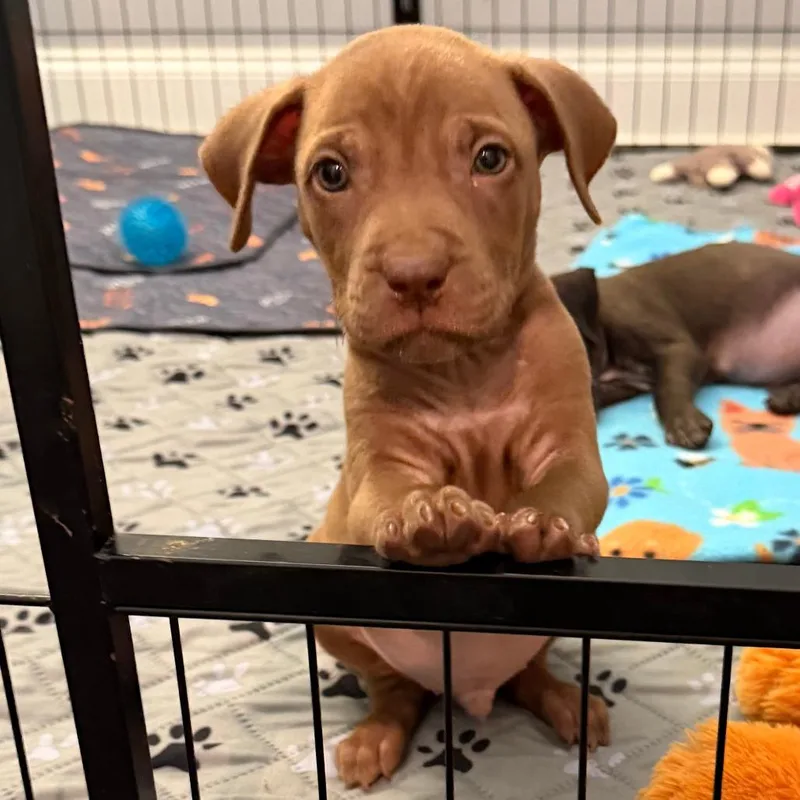 A baby medium-sized male Brown / Chocolate Mixed Breed dog named Rex for adoption in Cincinnati, OH