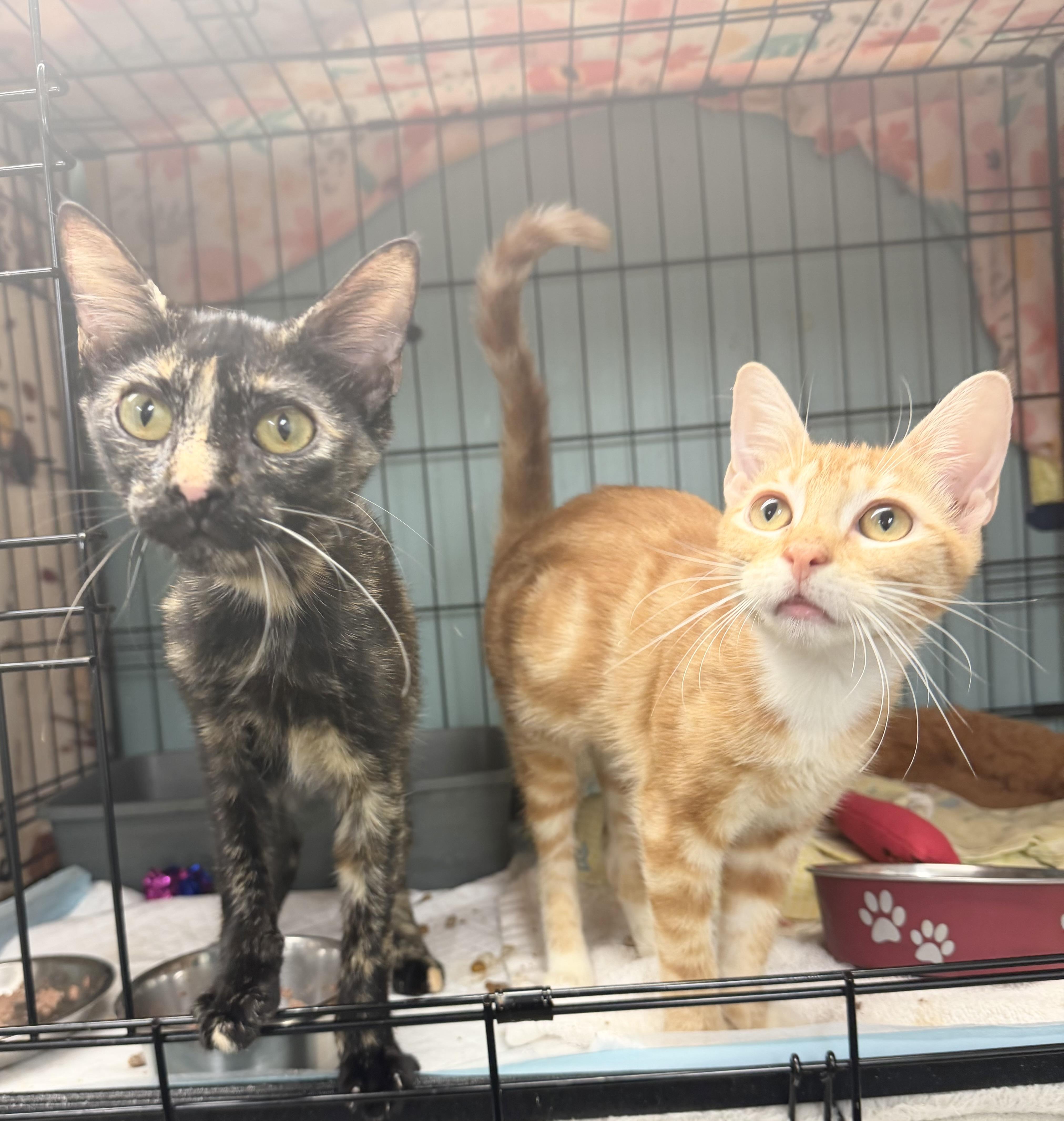 A young medium-sized female Tortoiseshell Domestic Short Hair cat named Rosa for adoption in Hudson, NY