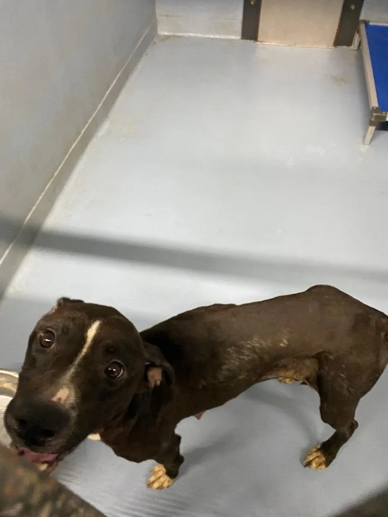 An adult large-sized female Mixed Breed dog named Sasha for adoption in Cartersville , GA