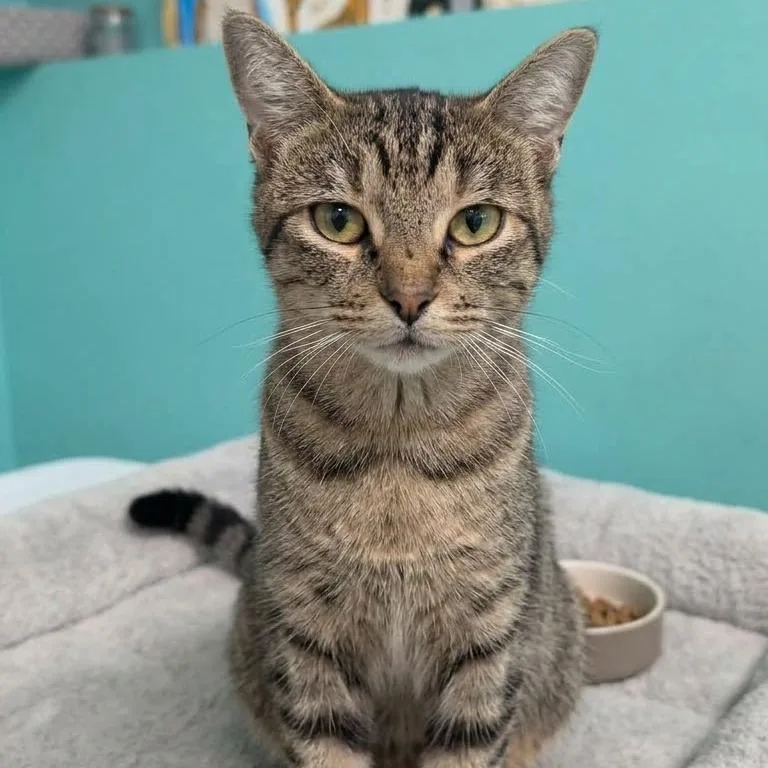 A young medium-sized female Domestic Short Hair cat named Momma Cat for adoption in Jefferson city, TN