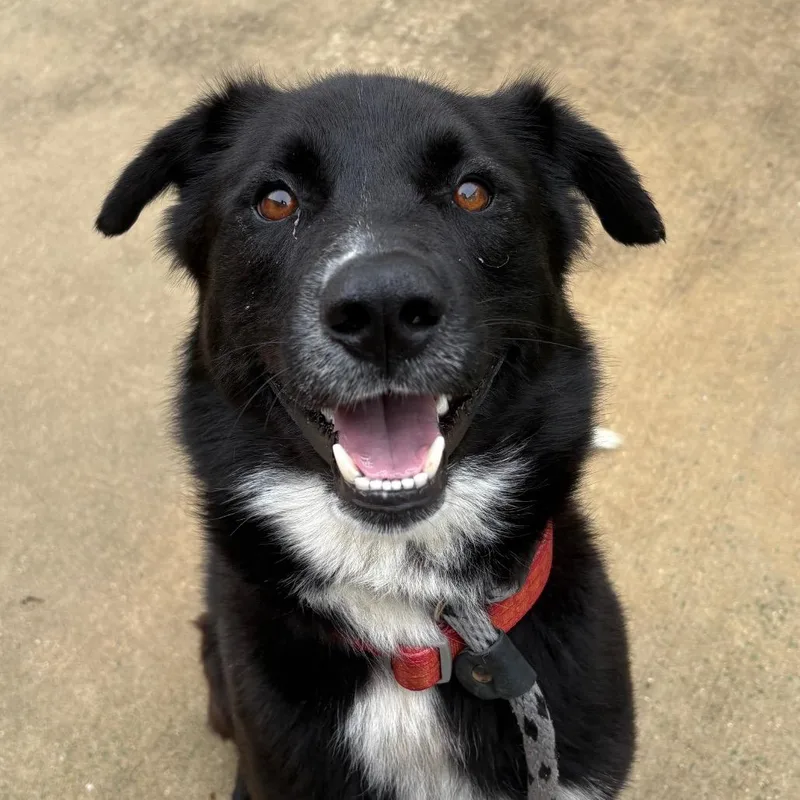 Frito Burrito thumbnail 3