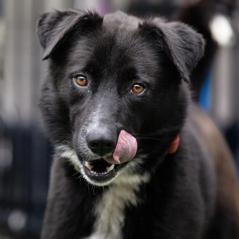 Frito Burrito thumbnail 5