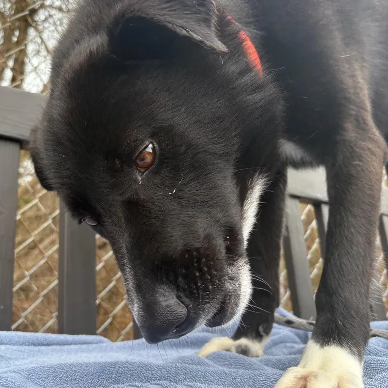 Frito Burrito thumbnail 6