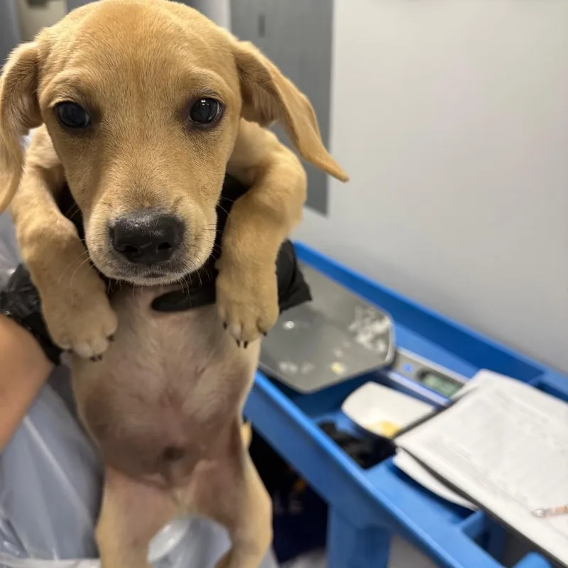 A baby small-sized male Mixed Breed dog named Phantom for adoption in Greenville, SC