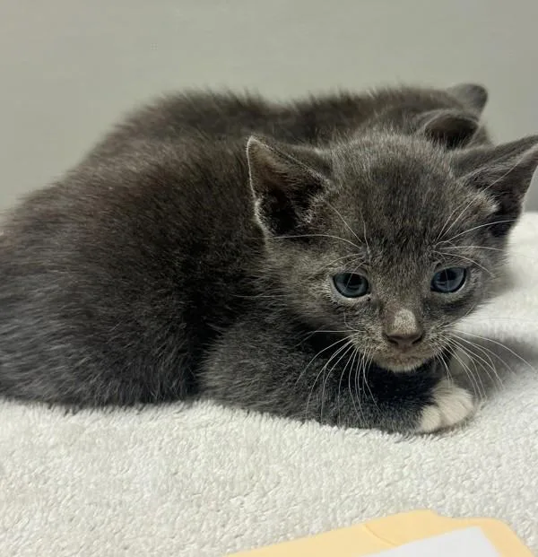 A baby small-sized male Domestic Short Hair cat named Wonder Man for adoption in Oakland, CA