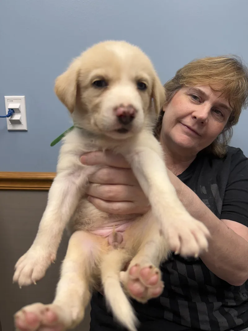 A baby large-sized female Great Pyrenees dog named Laverna HTX for adoption in Quinlan, TX