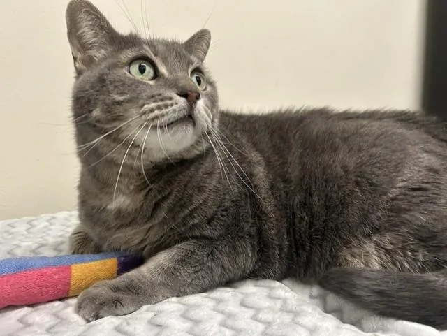 An adult large-sized female Gray / Blue / Silver Domestic Short Hair cat named Dumpling for adoption in Chicago, IL