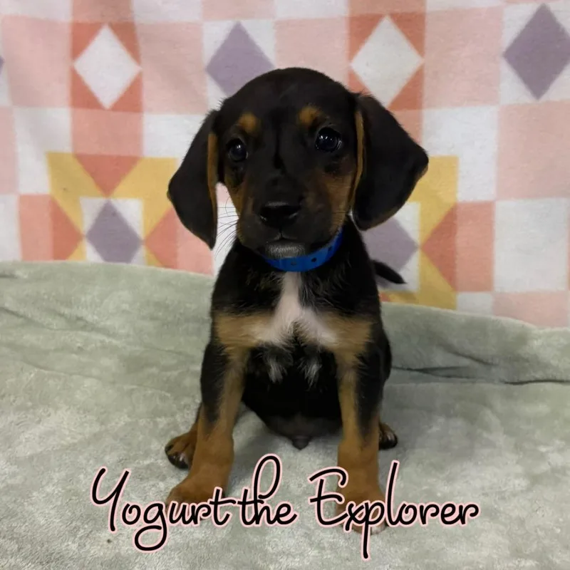 Yogurt The Explorer thumbnail 2