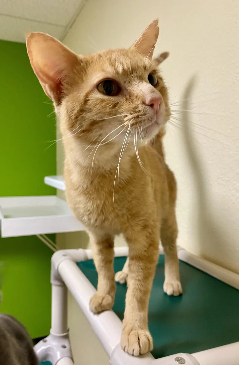 An adult medium-sized male Orange / Red Domestic Short Hair cat named Matthew for adoption in Fargo, ND