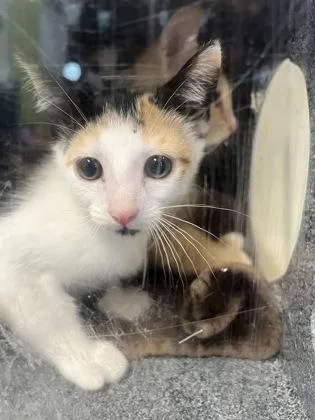A baby small-sized female Domestic Short Hair cat named Leafly for adoption in Daytona Beach, FL