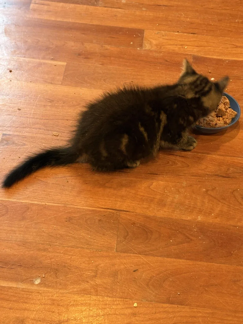 A baby medium-sized male Domestic Medium Hair cat named Scuba Steve for adoption in Cuyahoga Falls, OH