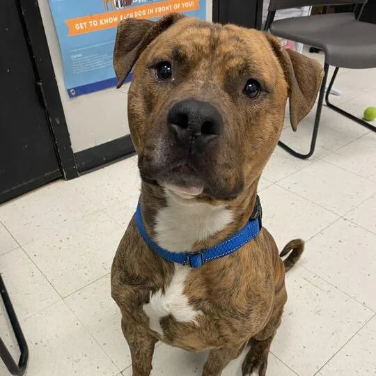 A young large-sized male Brown / Chocolate Mixed Breed dog named Tyson for adoption in Davenport, IA