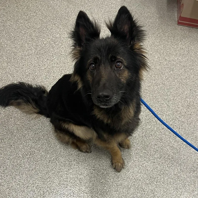 A senior medium-sized female Black Shepherd dog named Niagara Fall for adoption in Matteson, IL
