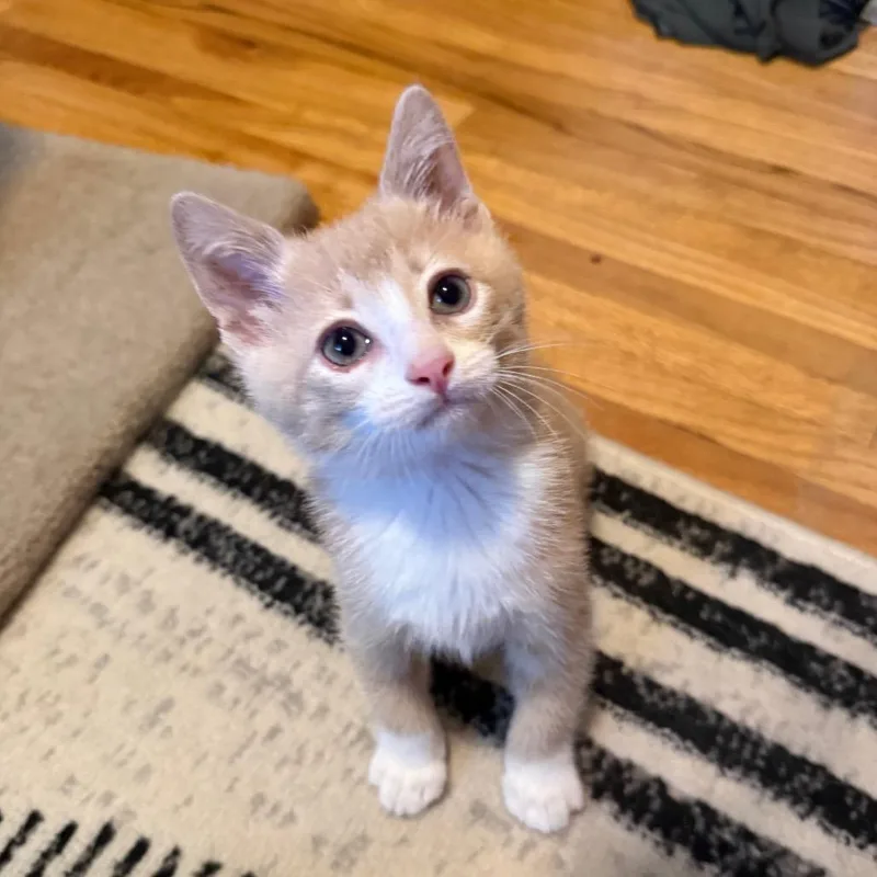 A baby small-sized male Buff / Tan / Fawn Domestic Short Hair cat named Overalls for adoption in Chaska, MN