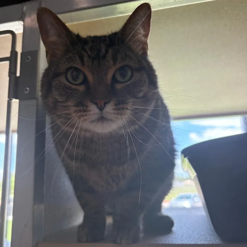 An adult large-sized male Brown / Chocolate Domestic Short Hair cat named Joe for adoption in Leander, TX