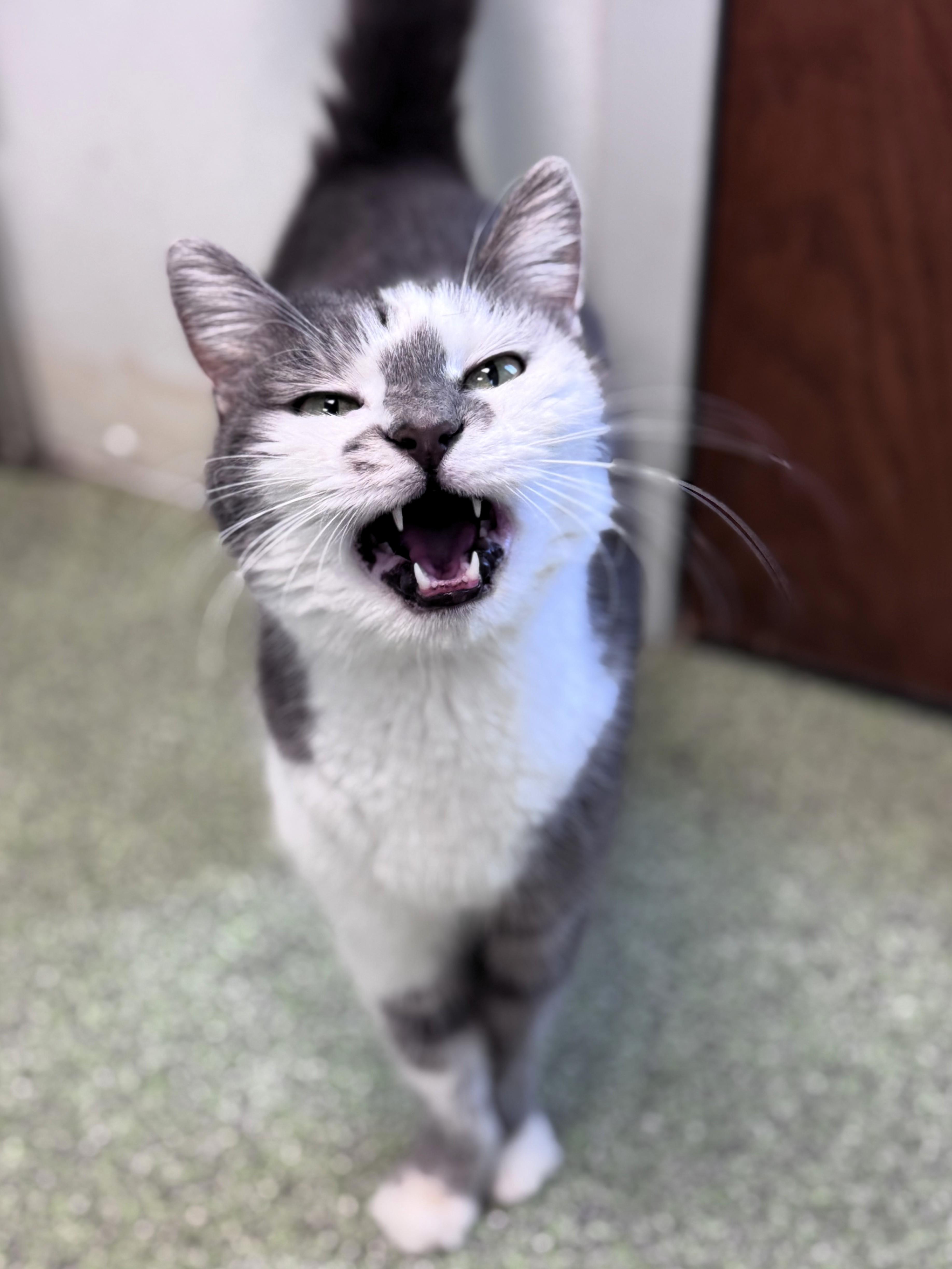 A senior medium-sized female Gray & White Domestic Short Hair cat named Lilly for adoption in Pekin, IL