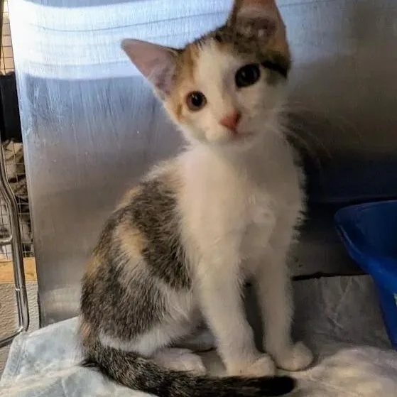 A baby medium-sized female Calico Domestic Short Hair cat named Purrlini for adoption in La Crescent, MN